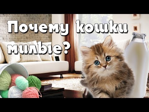 ПОЧЕМУ КОШКИ И КОТЫ МИЛЫЕ? [FACTOFF]