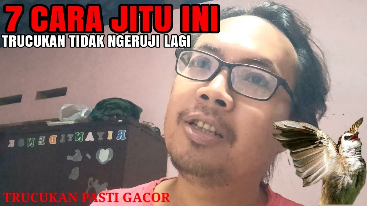 Trucukan NGERUJI Sangkar inilah Cara Mengatasinya