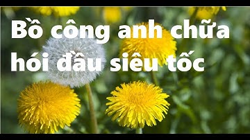 Bài thuốc hay từ cây bồ công anh trị bệnh mụn nhọt, hói đầu siêu tốc | Y học cổ truyền