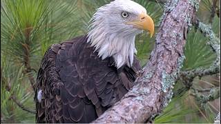 NEFL Eagles ~ WELCOME HOME BEAU💖 WE ARE SO HAPPY TO SEE YOU AGAIN! BEAUTIFUL CLOSEUPS OF BEAU 8.6.26