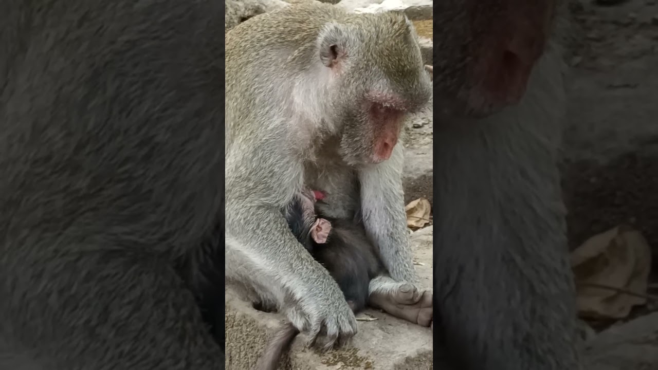 JONNA Newborn Baby Monkey Getting Pure Milk From Jane 