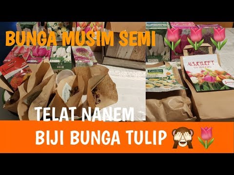 Video: Maklumat Pokok Tulip Poplar: Cara Menanam Dan Menjaga Pokok Tulip