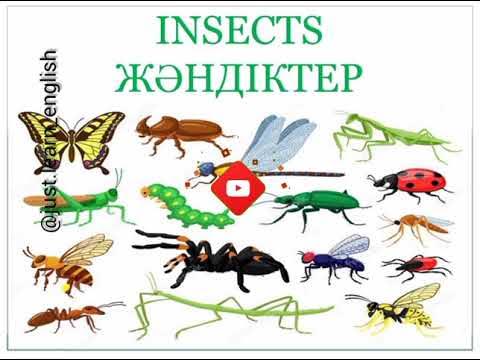 Шұлықтар мен есек