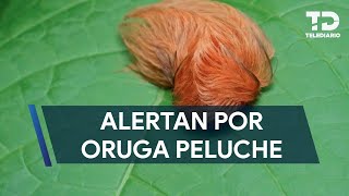 Alertan Por Presencia De La Oruga Peluche En Nuevo León