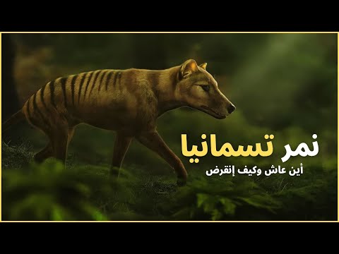 الذئب الجرابي او نمر تسمانيا أين عاش واسباب انقراضه