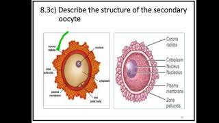 SEMESTER 1 : NOTE : TOPIC 8 : REPRODUCTION & DEVELOPMENT : STRUCTURE OF SECONDARY OOCYTE