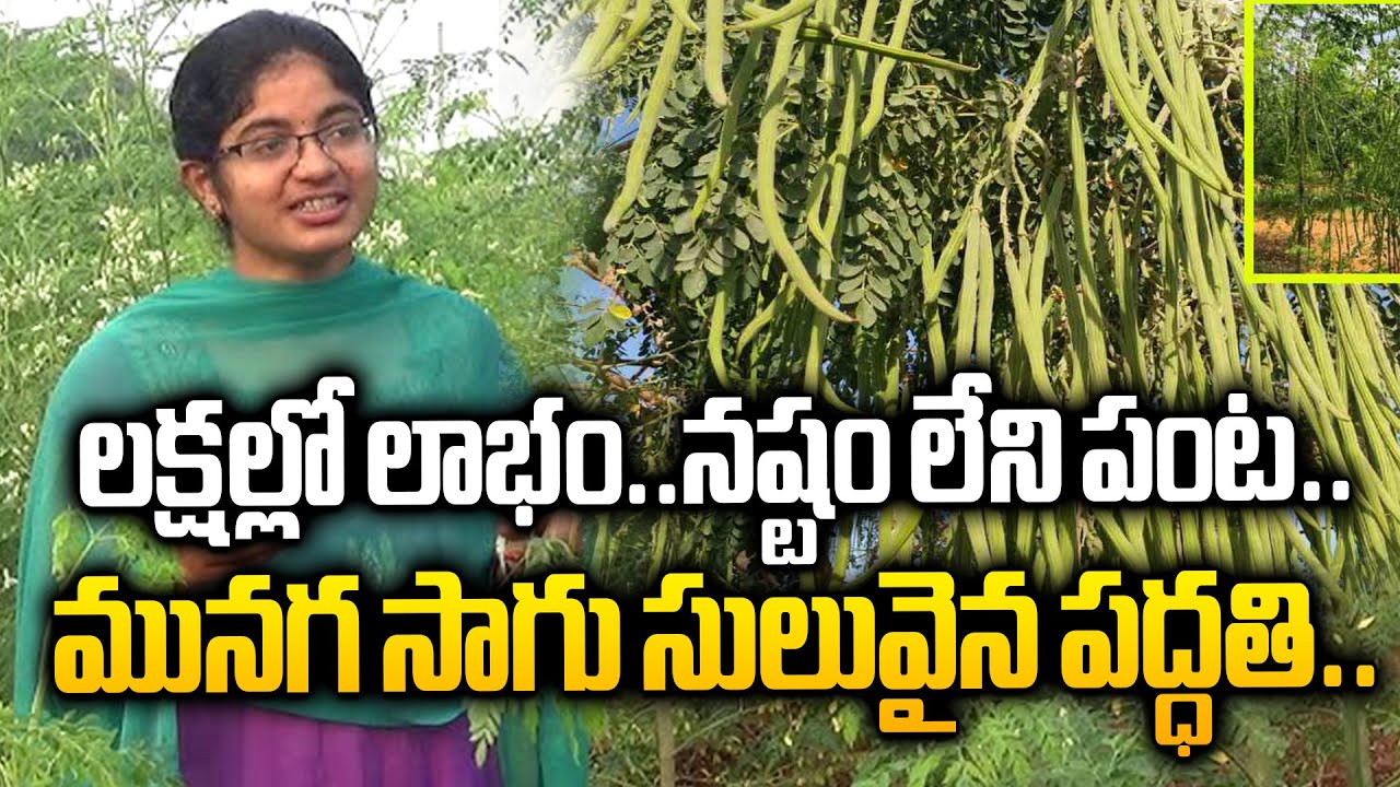 లక్షల్లో లాభం..నష్టం లేని పంట..మునగ సాగు సులువైన పద్ధతి. | Drumstick Cultivation In Telugu #agmarks