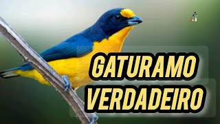 CANTO DO GATURAMO VERDADEIRO /  GURIATÃ VERDADEIRO PARA TREINAMENTO