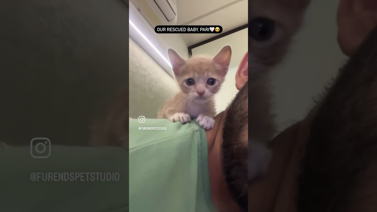 We rescued this cutu🩷 