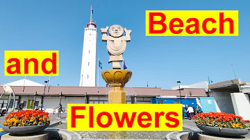 Noordwijk: Hollands Traumstrand & Tulpenzauber!
