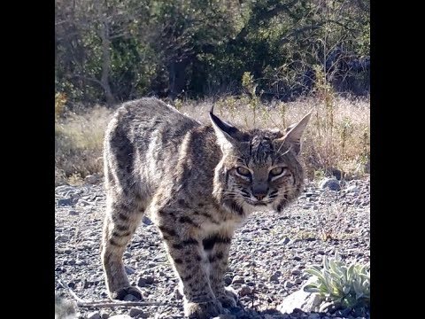 Bobcat’s & Crazy Coyote Late Winter In Orange County California 2018