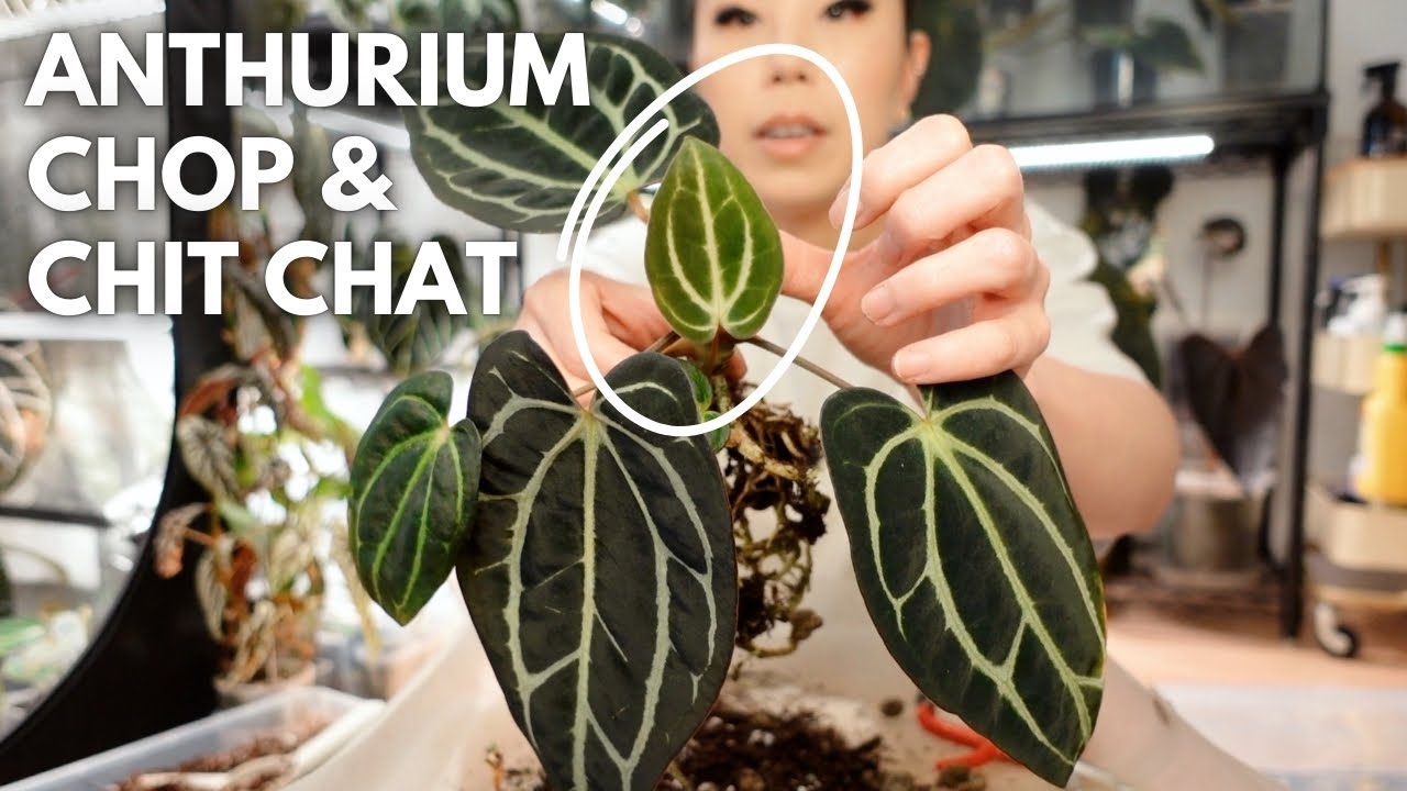 Separating anthurium offsets & tweaking my tree fern substrate 🤎 repot chit chat