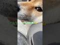 #柴犬 #柴犬のいる暮らし #dogsofinstagram #dogshorts #dog #shibainu #癒し #cute #かわいい犬 #しばいぬ #心亜
