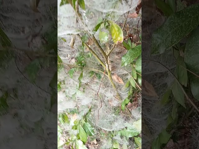 Dew drops in Bangladesh, You have to wonder #dewdrops #naturalbeautyofBangladesh #AmazingMorning