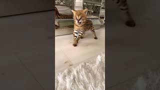 Serval cat grows up Serval cat grows up
