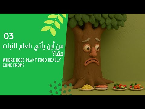 من أين يأتي طعام النبات 