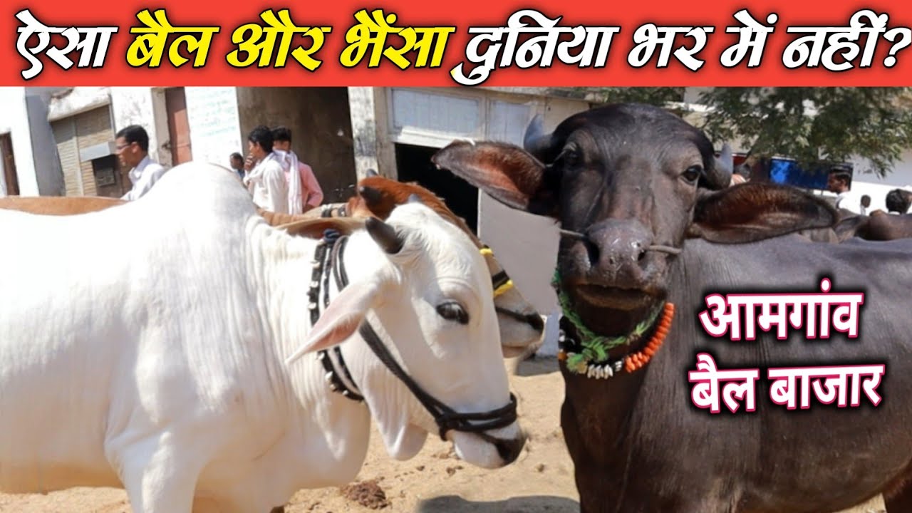 अनोखा बैल और भैंसा 