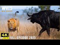WILD SERENGETI | Battle for Survival in Predator Territory | Animal documentary