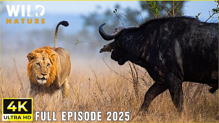 WILD SERENGETI | Battle for Survival in Predator Territory | Animal documentary