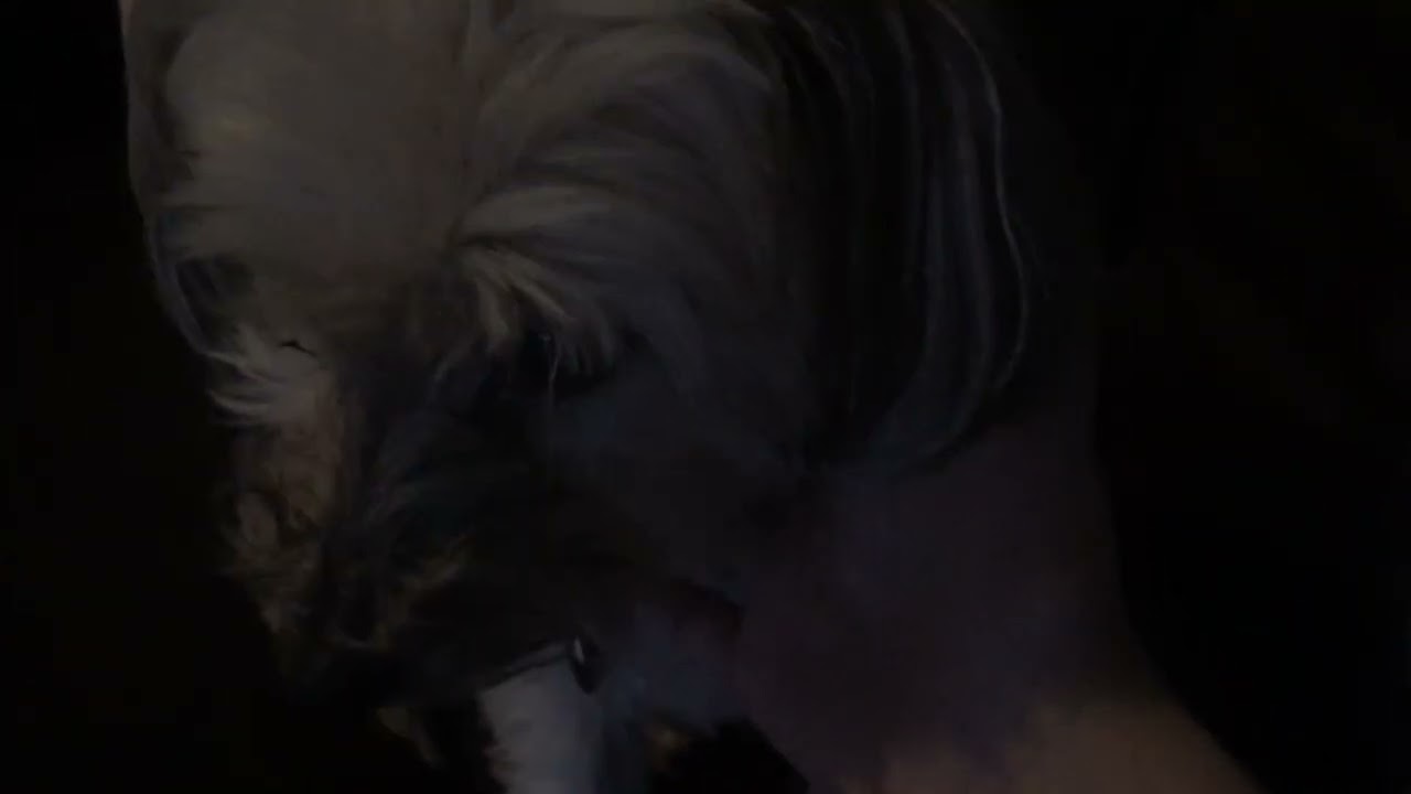 Look at my dog!,  her name is Bella comment. If u want to do a doggy day with me!!