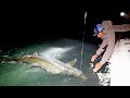 Monster Tarpon in Miami - 4K