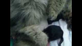 Mi Gata Lola - Hoy Lola Ha Sido Mamá....