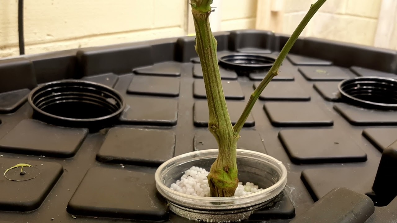 Solo cannibas cup DWC