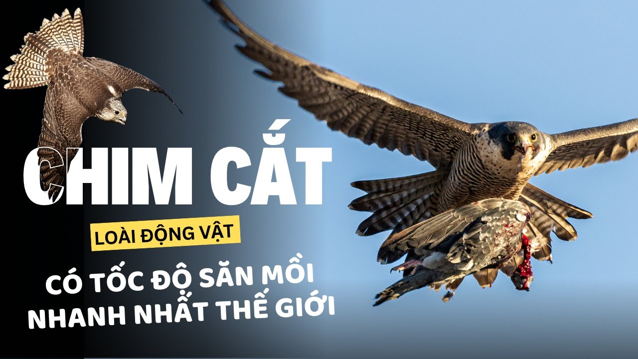 Chim cắt - Loài chim có tốc độ săn mồi nhanh nhất thế giới | Khám phá ...