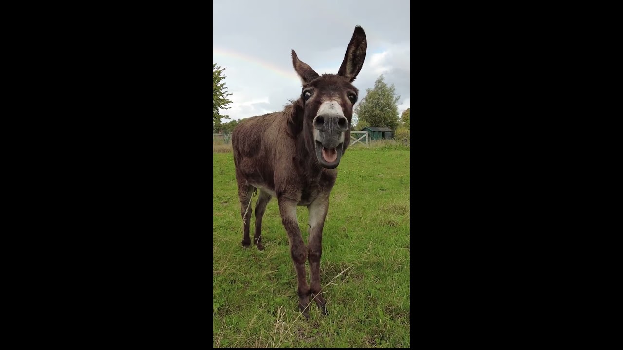 Donkey And Rainbow Shorts