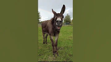 Donkey And Rainbow Shorts 