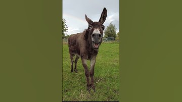 Thumbnail of Donkey and rainbow #shorts