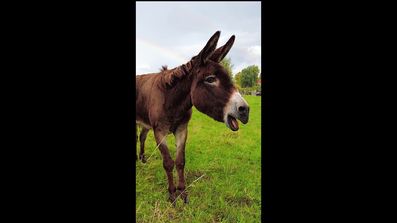 Donkey and rainbow #shorts