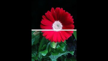 #sortvideo Lightroom water drop effect Kinemaster line wipe transition tranding editing#mk_editz016