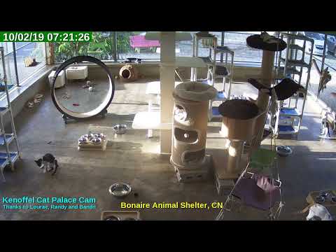 video editing software free Animal Shelter Bonaire Live Stream