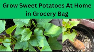 Growing Sweet Potatoes In Easy ways |Grow Sweet Potatoes in Grocery Bag |