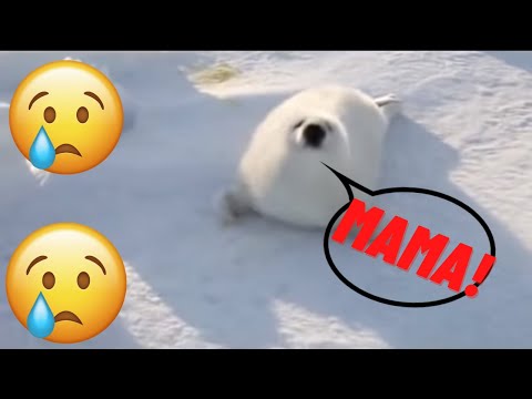 CUTE BABY SEAL CRYING FOR MOM
