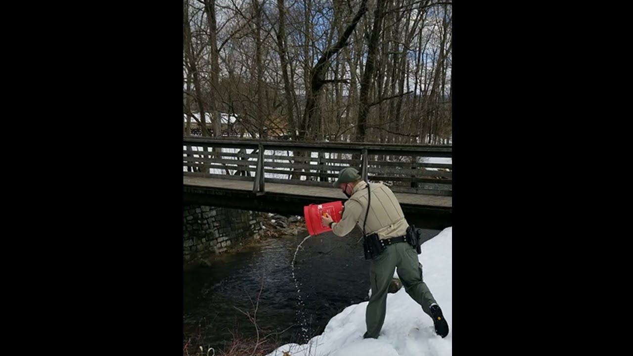 Trout Stocking at Renfrew - February 16, 2021