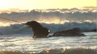 Montauk Surfcasters Preview I