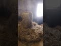 Opening hay bale at -25°C