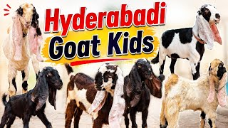 Pure Quality Mai Hyderabadi Goats |Jugnu Jaguar & Sydney Breedline Goat Available In Hyderabad#goats
