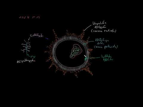 ვიდეო: რეპროდუქციული ფსიქოსომატიკა