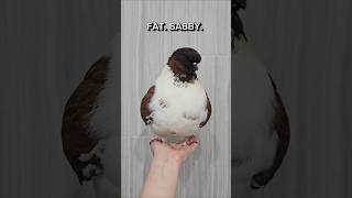 ANYTHING but fat babby..... 💔 #modenapigeon #birds #funny #pigeon #pet