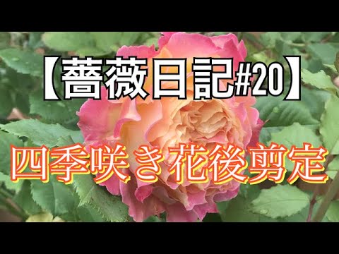 ガーデン薔薇日記 四季咲き花後剪定 Youtube