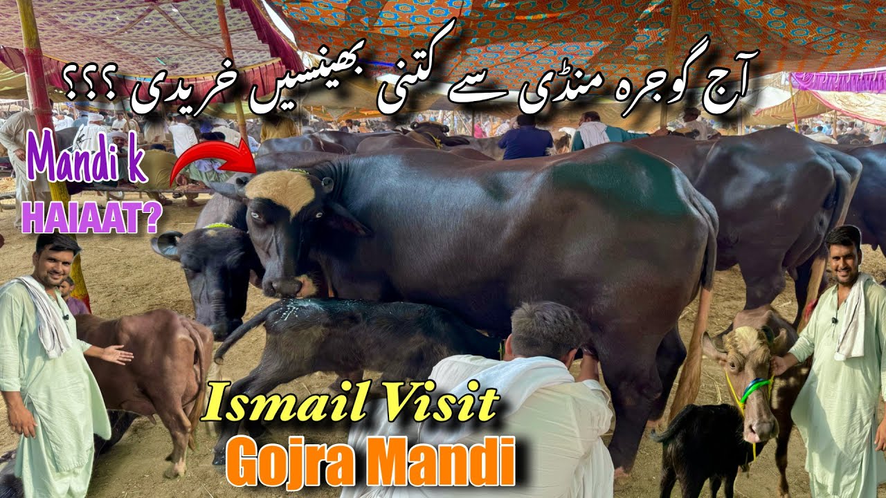 Ismail jutt visit Gojran Mandi