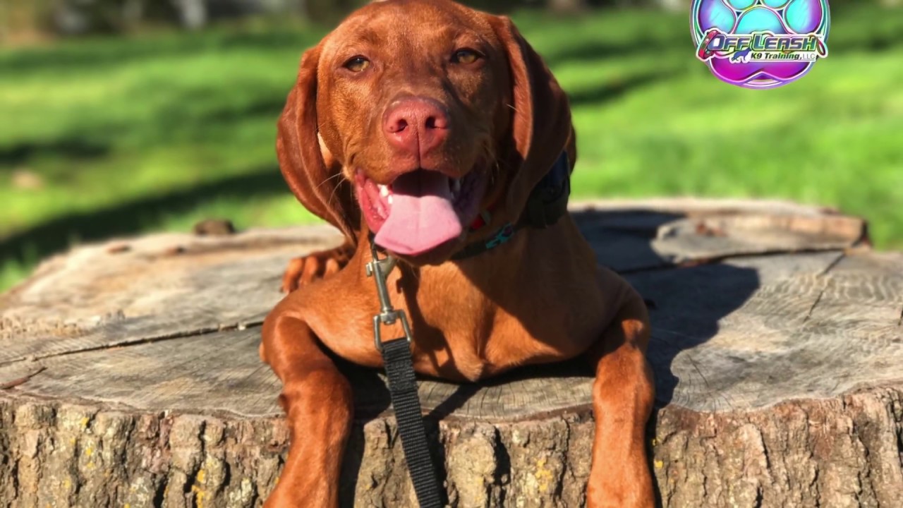 5 Month Old High Energy Vizsla Puppy JoJo Gets Some ...