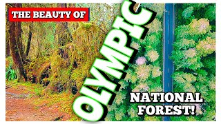 THE BEAUTY OF THE AREA IN AND AROUND OLYMPIC NATIONAL FOREST!