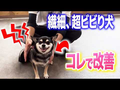 犬の恐怖心を克服する7つの自信をつける練習法