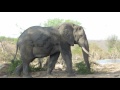 Elephant in front of Lodge