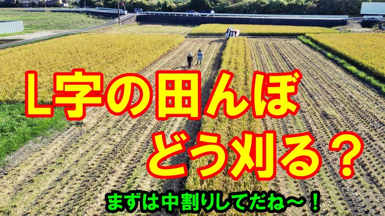 How to mow an L-shaped rice field? Rice field 2025 20250830 Kubota