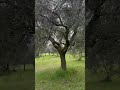Verde Alifano